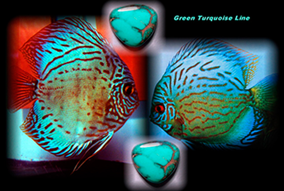 Green Turquoise Discus