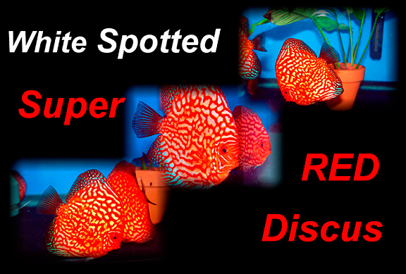 White Spotted Super Red Discus